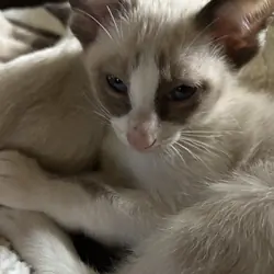 Harmony Grace Beautiful Snowshoe Siamese kittens