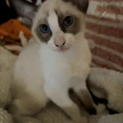 Beautiful Snowshoe Siamese kittens