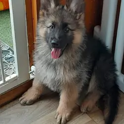 GERMAN SHEPHERD PUPPIES