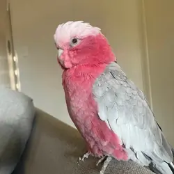 Rose Breasted Cockatoo