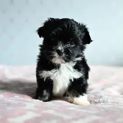 Male Pure Breed Yorkie puppy