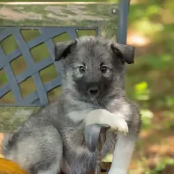 Alaskan Husky Pups