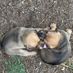 Aussie pugs.