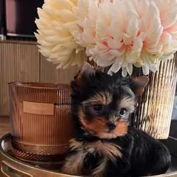 Very Tiny Yorkshire Terrier Girl  Ready Now