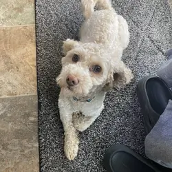 Cavapoo/shih tzu mix