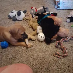 puppy
