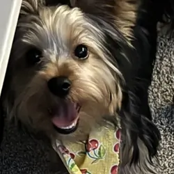 Male Yorkie Pup