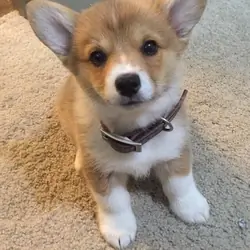 Cute corgi pup