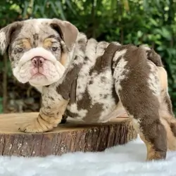 English Bulldog Pup