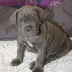 Lovely cane corso pups puppies