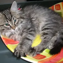 Purebred Siberian Kitten