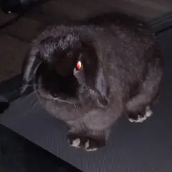 Holland Lop Rabbits