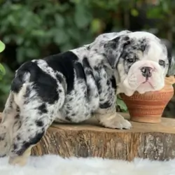 English Bulldog Male Available For Adoption