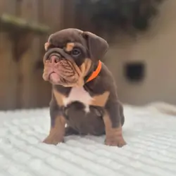 READY TO LEAVE ENGLISH BULLDOG PUPS