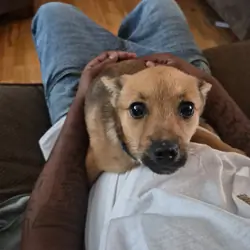 Pom/yorkie