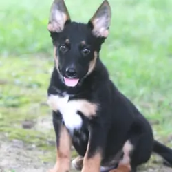 German Shepherd/Rottweiler Puppies