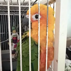 Junday conure