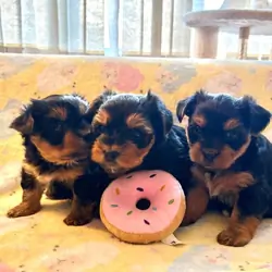 🐾🐾🐾 Purebred Yorkshire Terrier Puppies 🐾🐾🐾