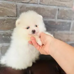 white pomeranian pups for reservation