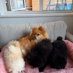 Beautiful Pomeranian Puppies