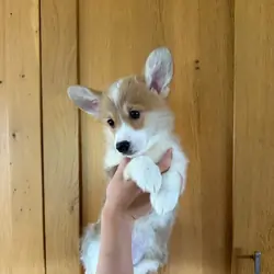Registered Welsh Pembrokeshire Corgi Puppies
