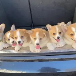 Gorgeous  corgi's DNA health tested parents