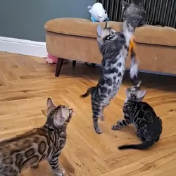 BEAUTIFUL Luxurious Tica Bengals