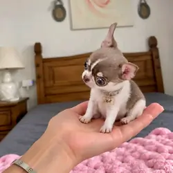 Chihuahua Puppies ready to move
