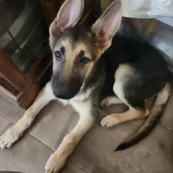 GSD Puppies, 2 Female