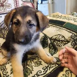 GSD Puppies