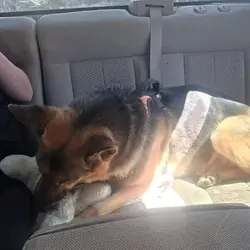 5 yrs old German shepherd