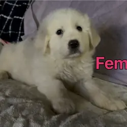 Great Pyrenees