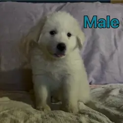 Great Pyrenees READY NOW