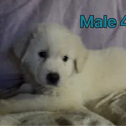 Great Pyrenees READY NOW