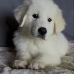 Great Pyrenees READY NOW