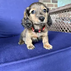 Miniature Dachshund Puppies