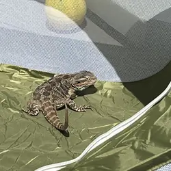 Bearded Dragon