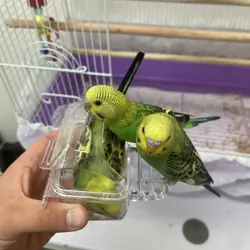 Three Parakeets