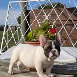 Frenchie