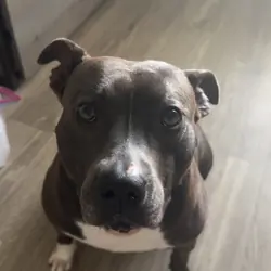 Fabi (staffy/pitbull mix) female 4 yo