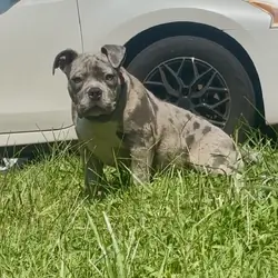 Bully pup