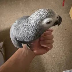 African Grey(Full Breed Congo)
