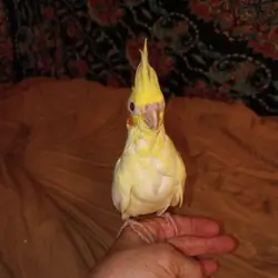 Cockatiels