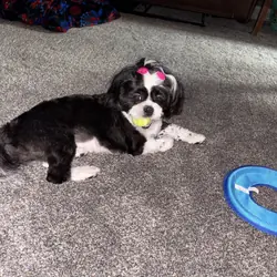 1 Year Old female Shih Tzu