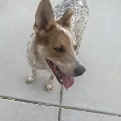 Older pup