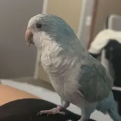 Young Quaker Parrot