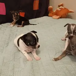 Chihuahua Puppies