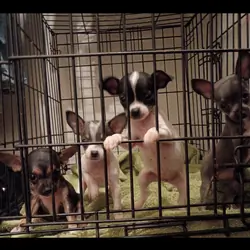 Chihuahua Puppies
