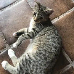 Kitten