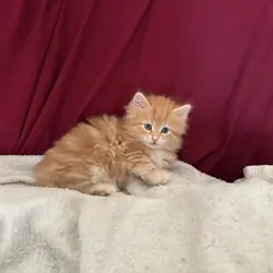 Whiskers, Tail & whole orange marble kitten